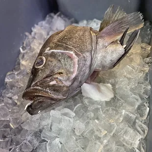 a whole fish on ice