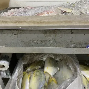 a bunch of fish in plastic bags