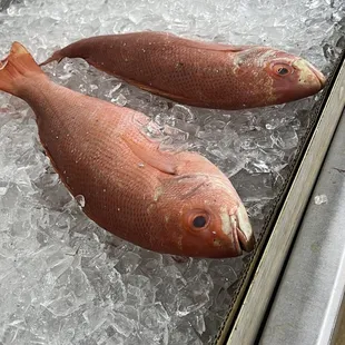 Fresh fish!