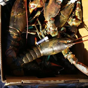 These monsters were 5+ pounds a piece - notice the chapstick in the photo!