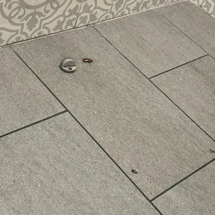 Roaches in the bathroom
