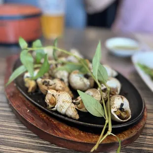 Peppercorn Sea Snails