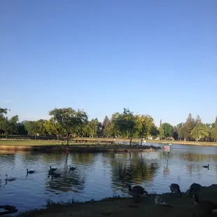 Beautiful landscape and ducks