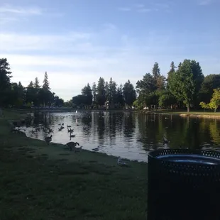 Duck gathering