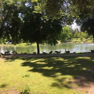 Pond
