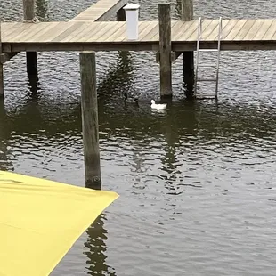 I enjoyed watching the ducks swim about and particularly what appears to be a white mallard.