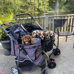 6 pups on the patio by the pond at Don's!!!