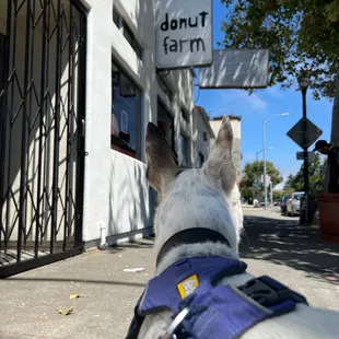 Waiting on donut farm donuts!