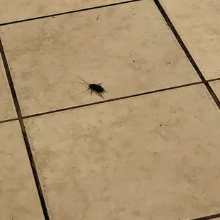 Roach on the floor