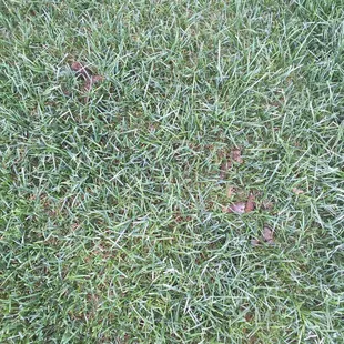 Taken an hour after Doo-B-Gone left my residence on April 22, 2016.