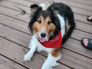 Sherrie's Professional Pet Grooming