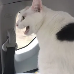 Meowing Cat