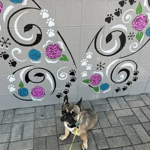a dog tied to a leash