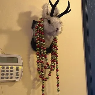 a deer head mounted on a wall