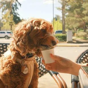 Puppiccino and outdoors seating