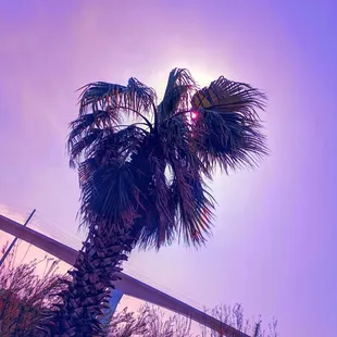 Palm tree paradise