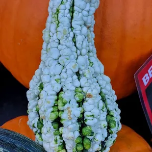 a gourd and squash