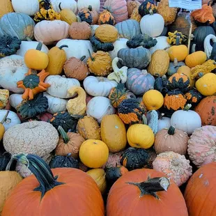 a large pile of squash and gourds