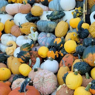 a large pile of squash and gourds