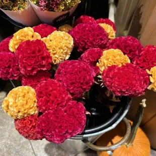 Celosia - so pretty