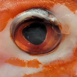 a close up of a fish's eye