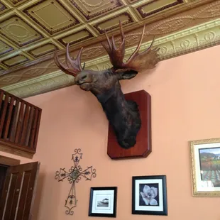 The moose at Settlers Inn