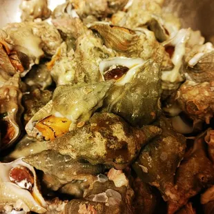 Welks (sea snails)