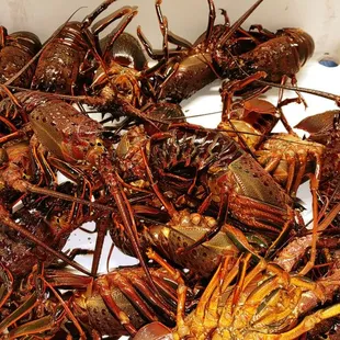 Spiny lobsters