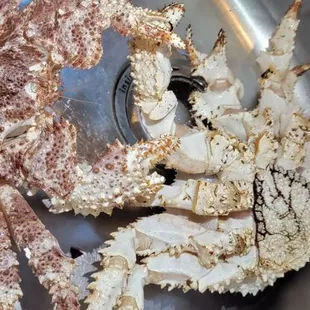 Box crab