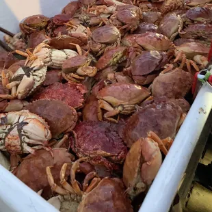 Stone crab
