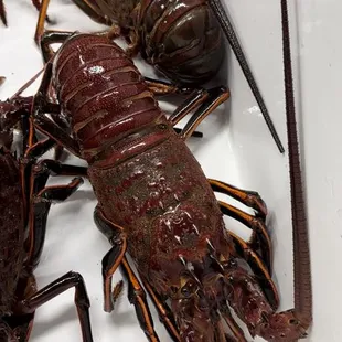 Live California Spiny Lobster