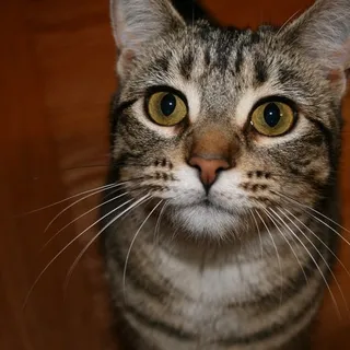 Portawok X.