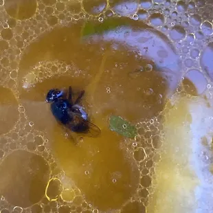 a bug in a pot of boiling water