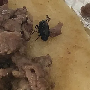 Fly in asada taco