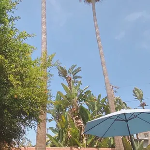two palm trees and a coffee cup
