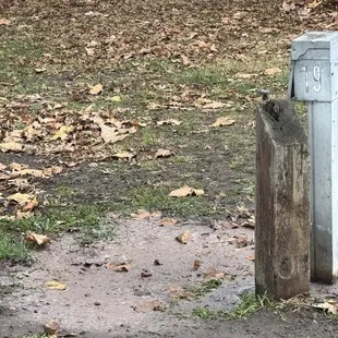 The dark mud is the regular mud, the light color on top is all poop.