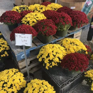 yellow and red chrysanthus