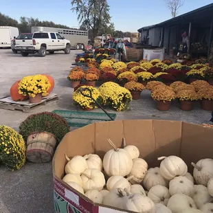 pumpkins and gourds for sale