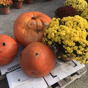 pumpkins and mumensils