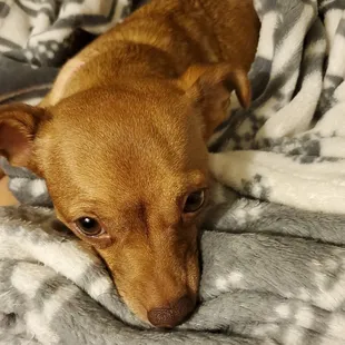 She's trained and doesn't bark or bother anyone.