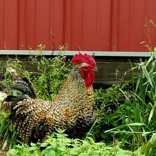 a rooster in a garden