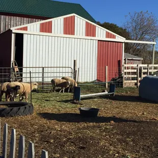 Livestock just hanging out outside the entrance