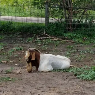 a goat laying on the ground