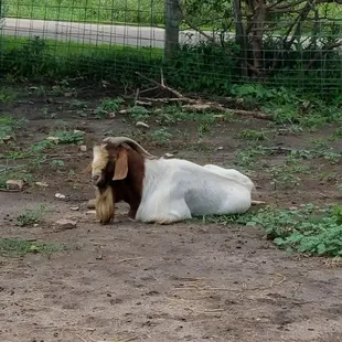 a goat laying on the ground