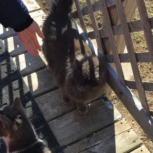 a woman petting a cat