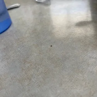 a dead fly i had to kill so it wouldn&apos;t crawl all over my rice