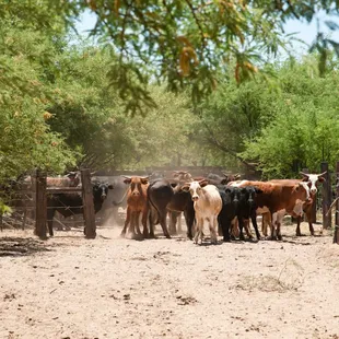Double Check Ranch