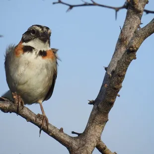 a bird perched on a tree branch