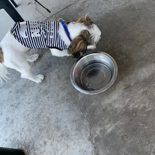 a dog drinking water from a bowl