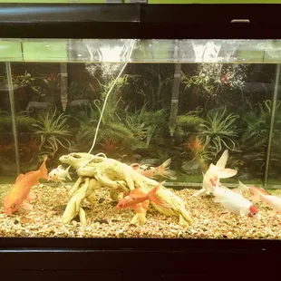 ramen and noodles, food